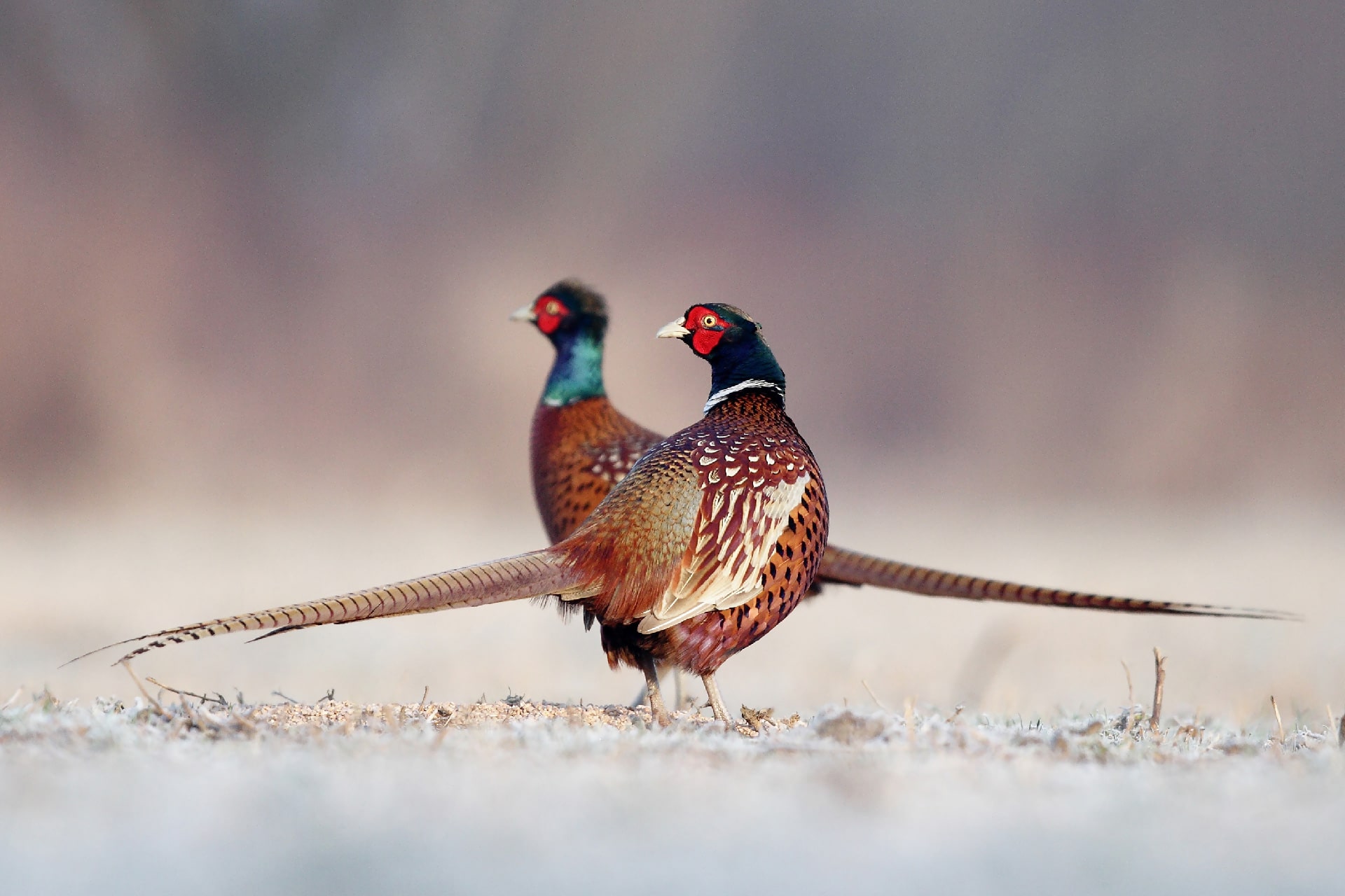 Pheasant