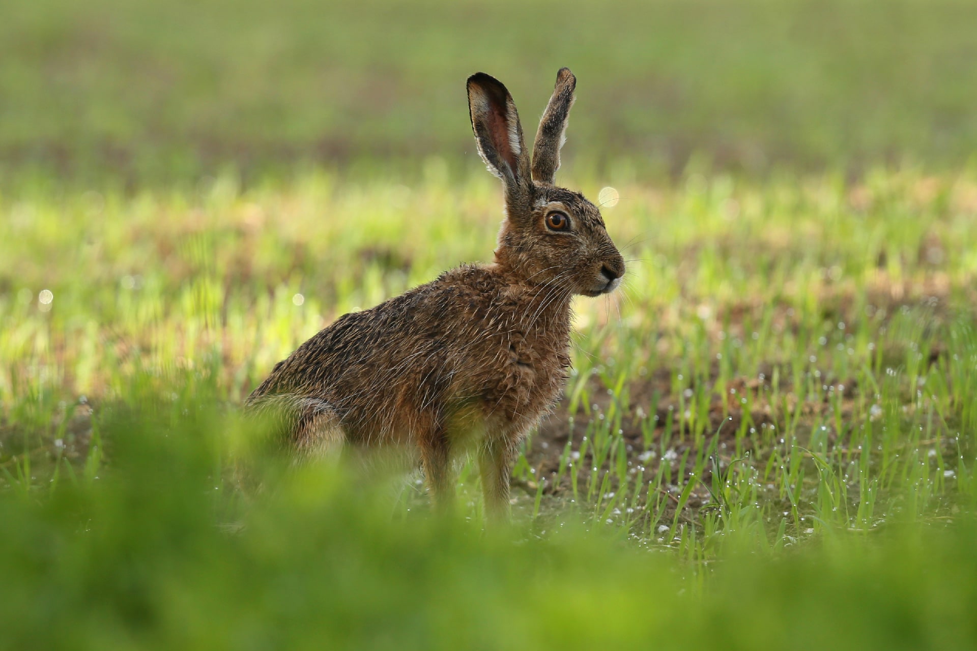 Hare